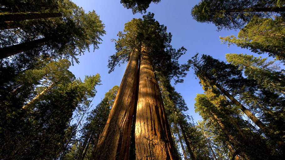 Секвойя Редвуд