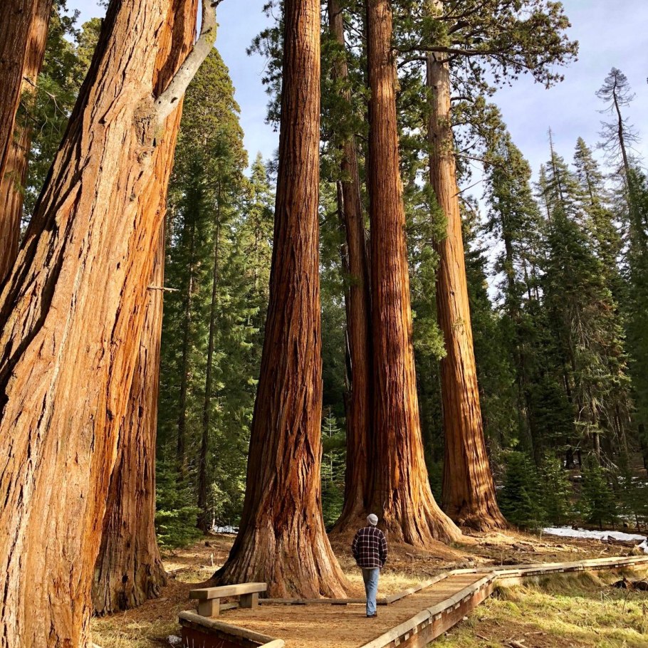 Дерево президент Секвойя