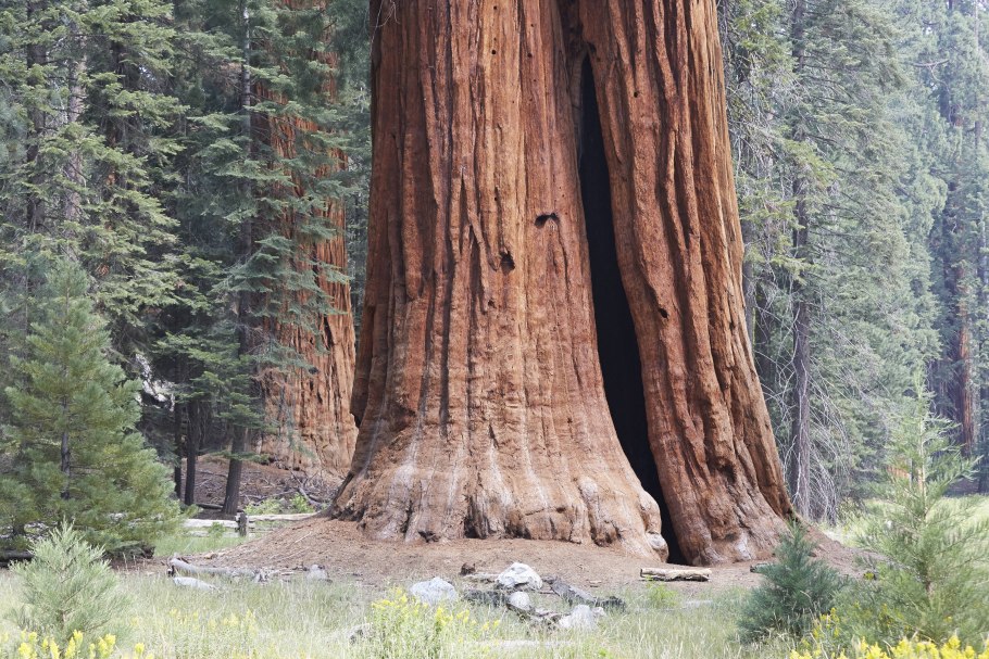 Национальный парк Секвойя