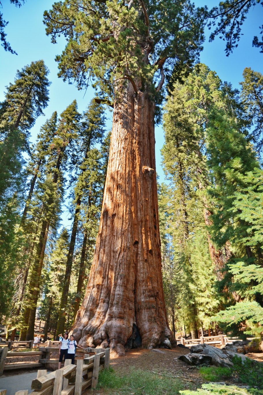Секвойя дерево гигант