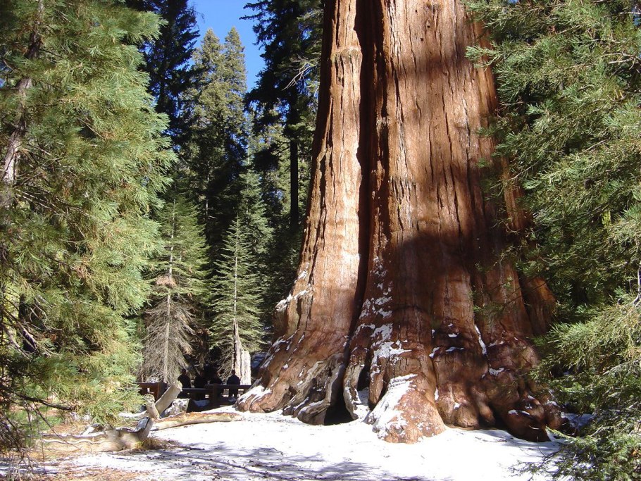 Парк Секвойя Калифорния