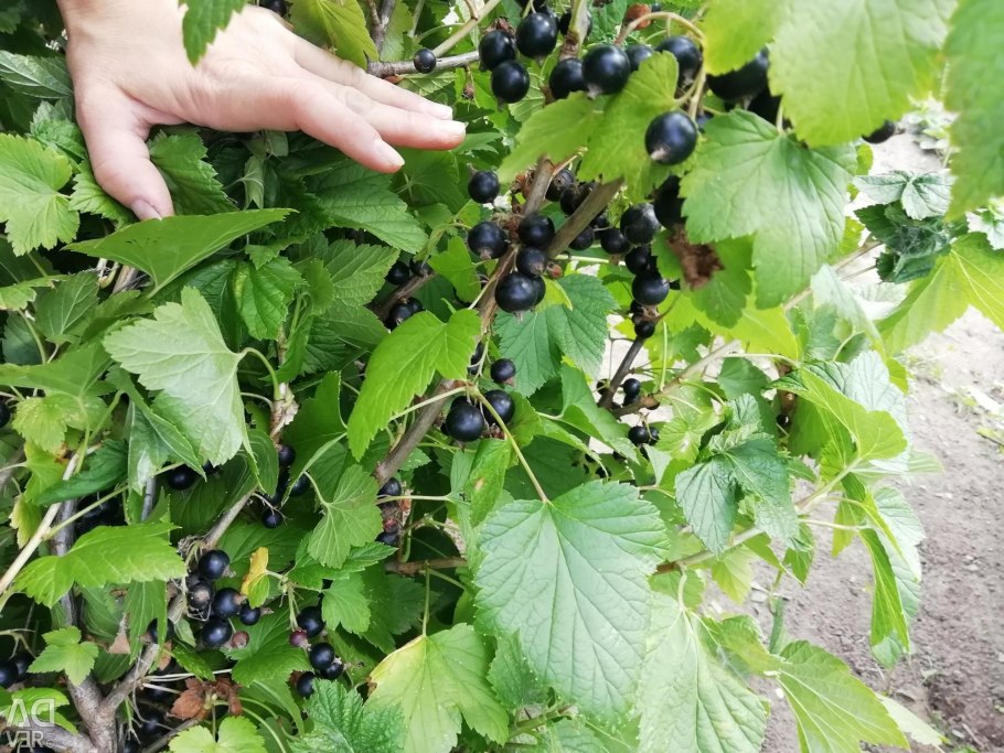 Черная смород Ленинградский великан