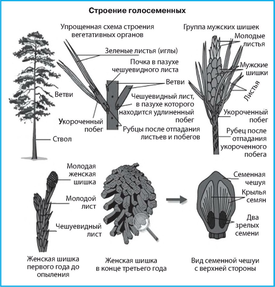 Особенности листьев голосеменных растений. Внешнее строение голосеменных растений. Строение шишки сосны ( голосеменного растения. Строение побега голосеменных. Строение голосеменных растений.