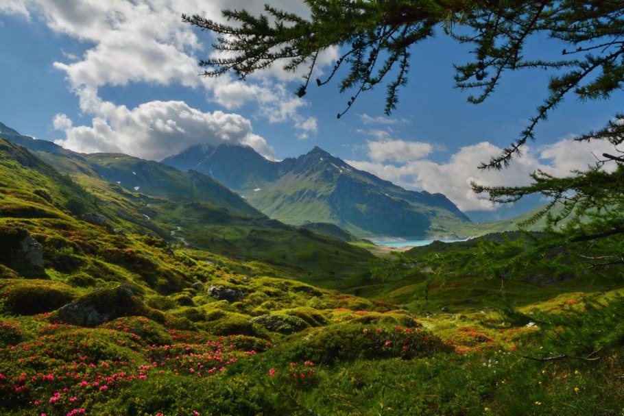 Леса Словении