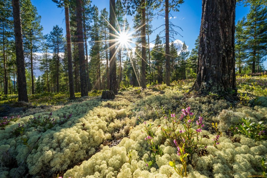 Лес бёкескуген Норвегии