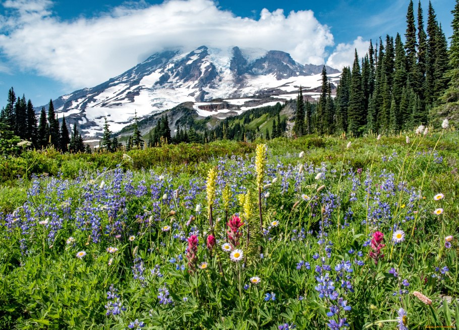Жестколистные вечнозеленые леса