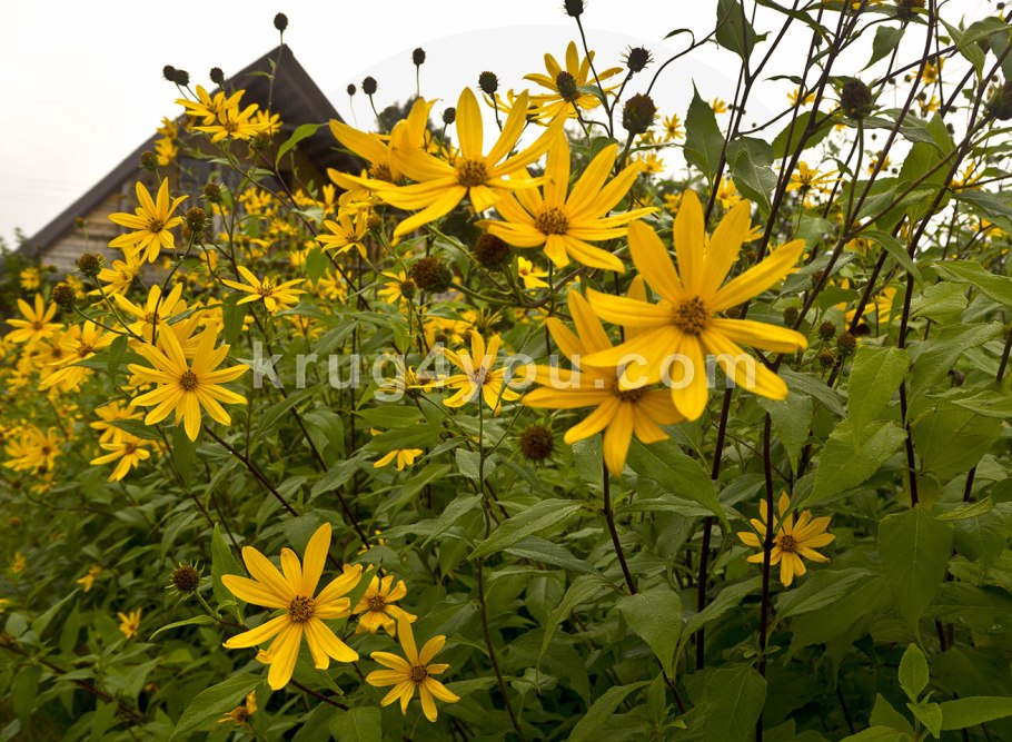 Топинамбур золотой шар