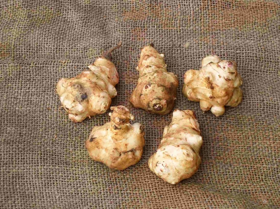 Артишок клубень в земле