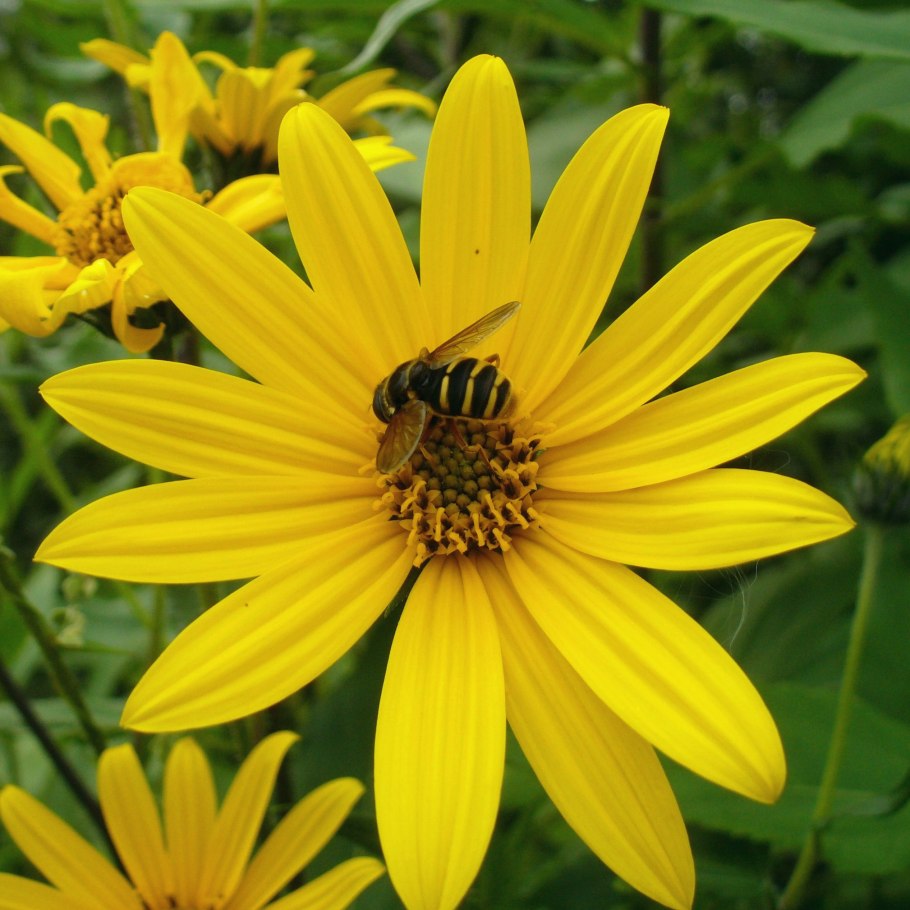 Топинамбур по корейски