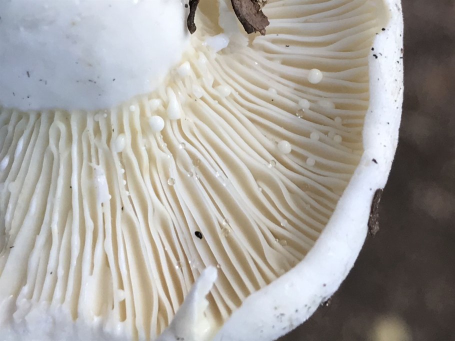 Груздь ложный скрипица