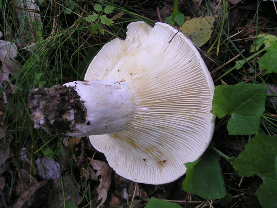 Осиновый груздь (Lactarius controversus)