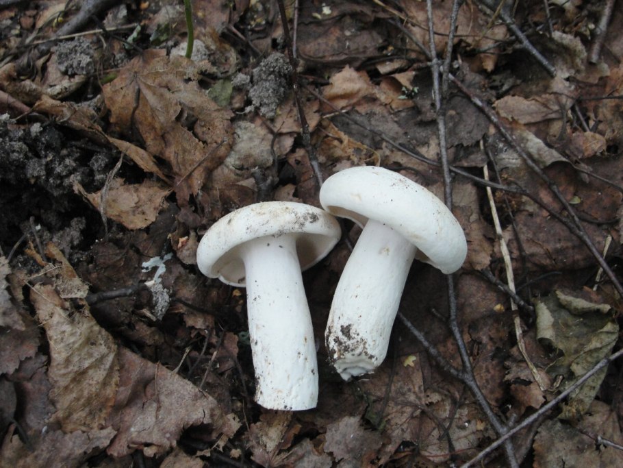 Скрипица гриб засолка