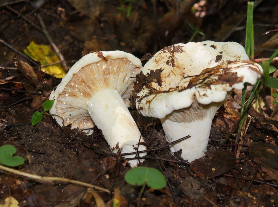Скрипица Lactarius vellereus.