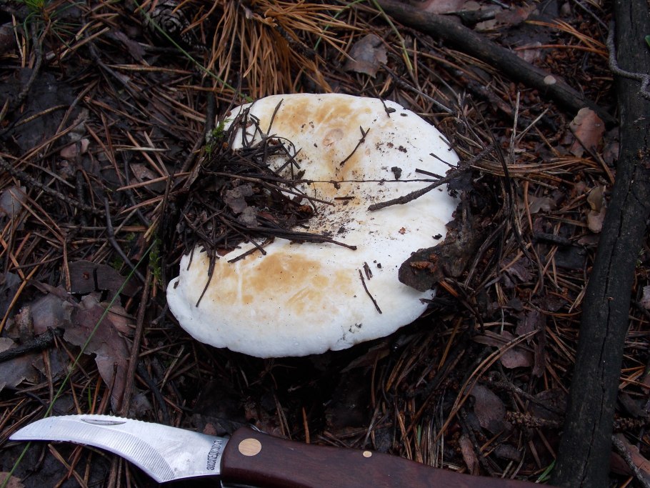 Белый груздь скрипун