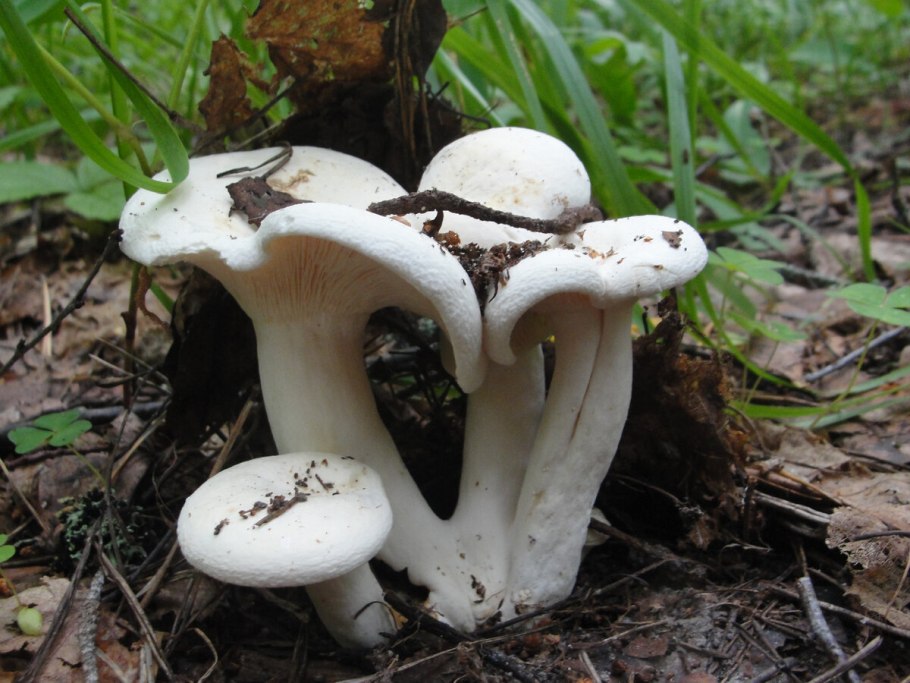 Скрипица гриб