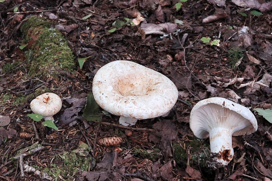 Рядовка Осиновая Tricholoma frondosae