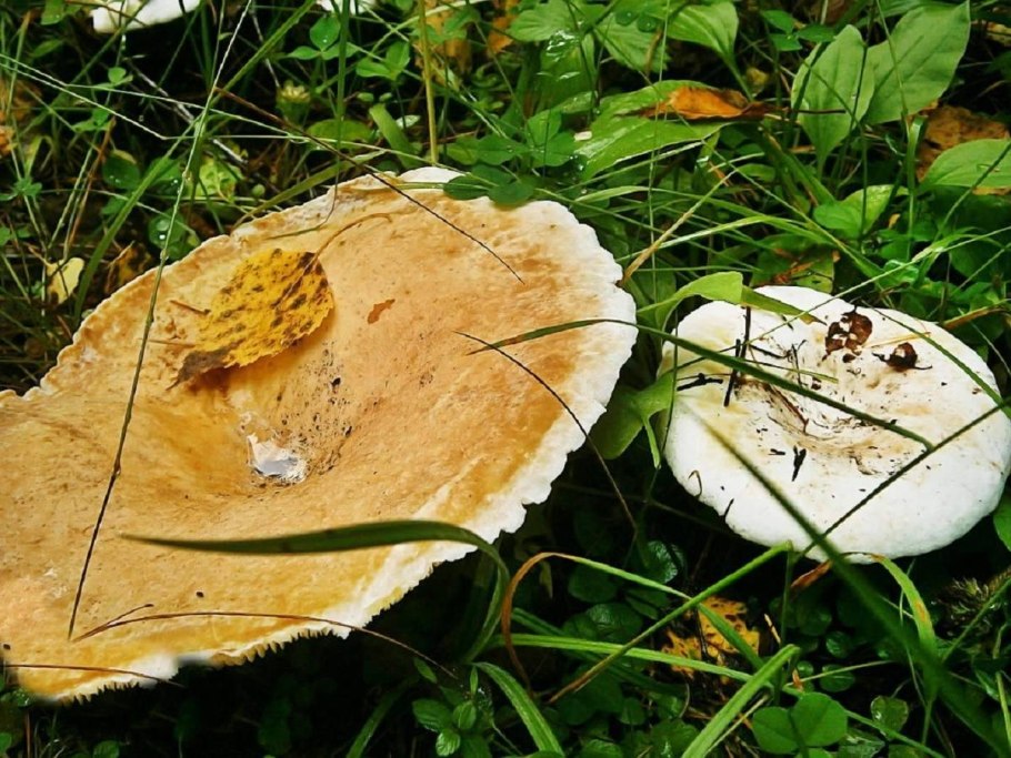 Скрипица млечник