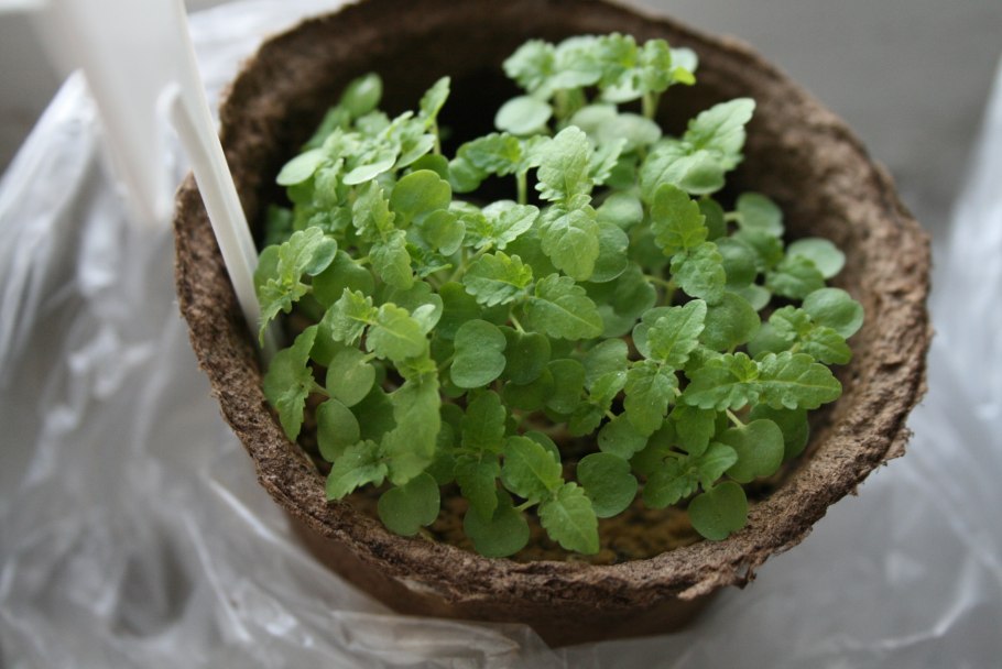 Мята перечная сорняк