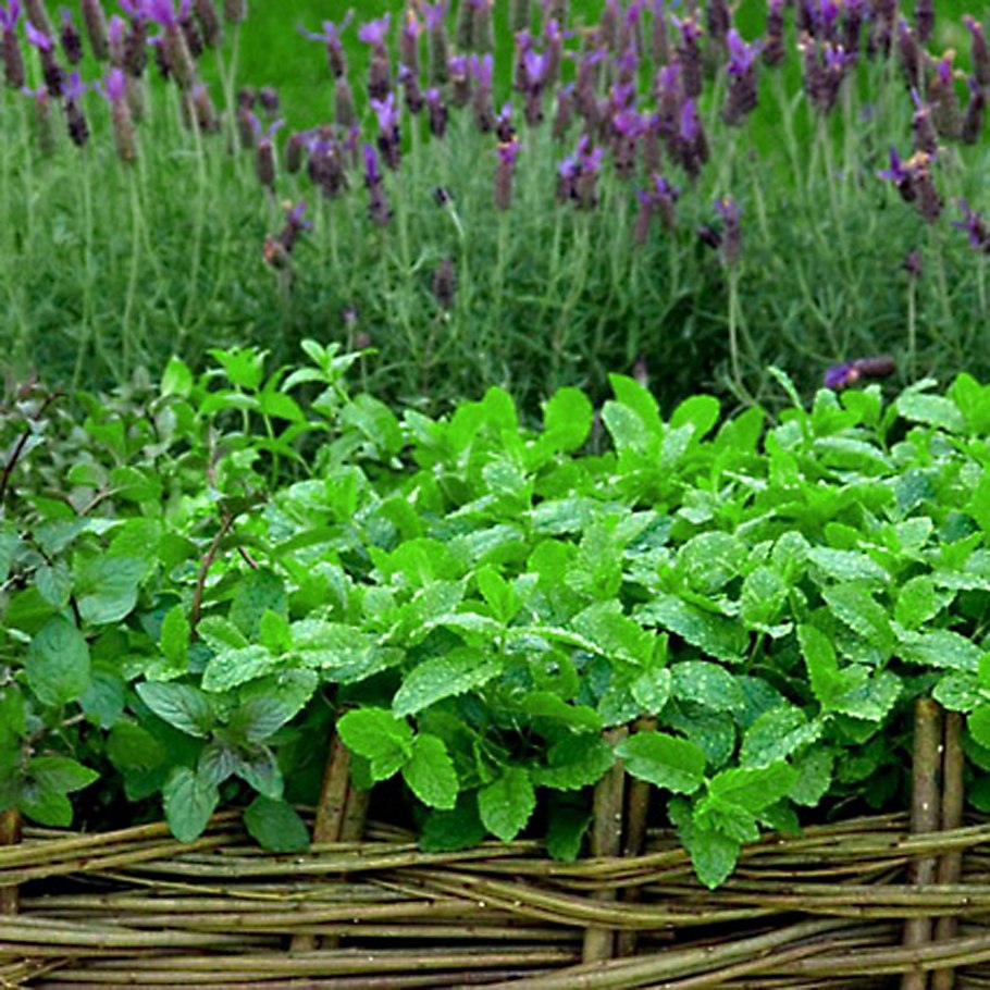 Мята перечная