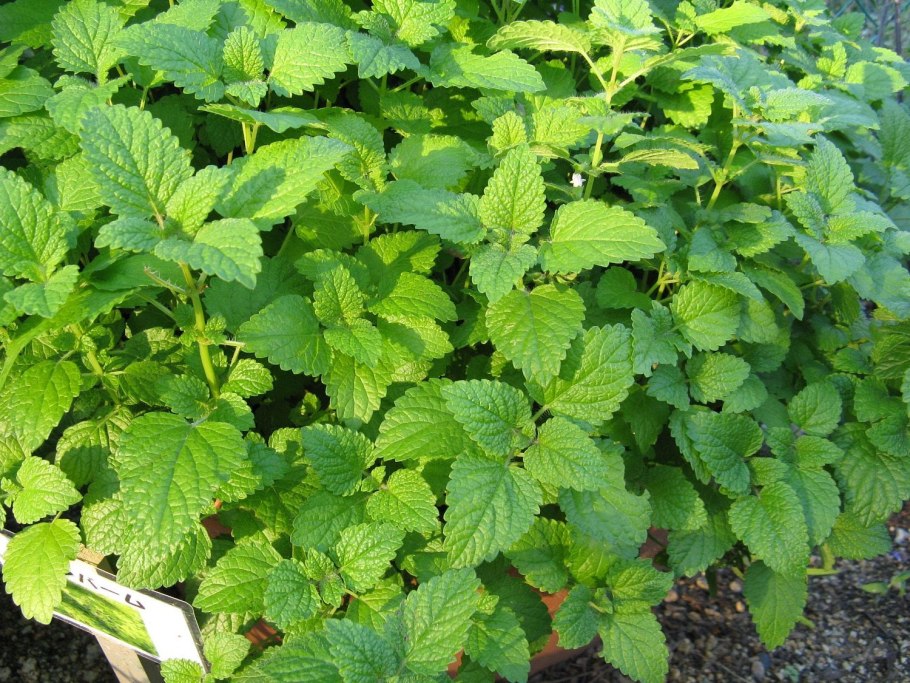Мелисса Lemon Balm