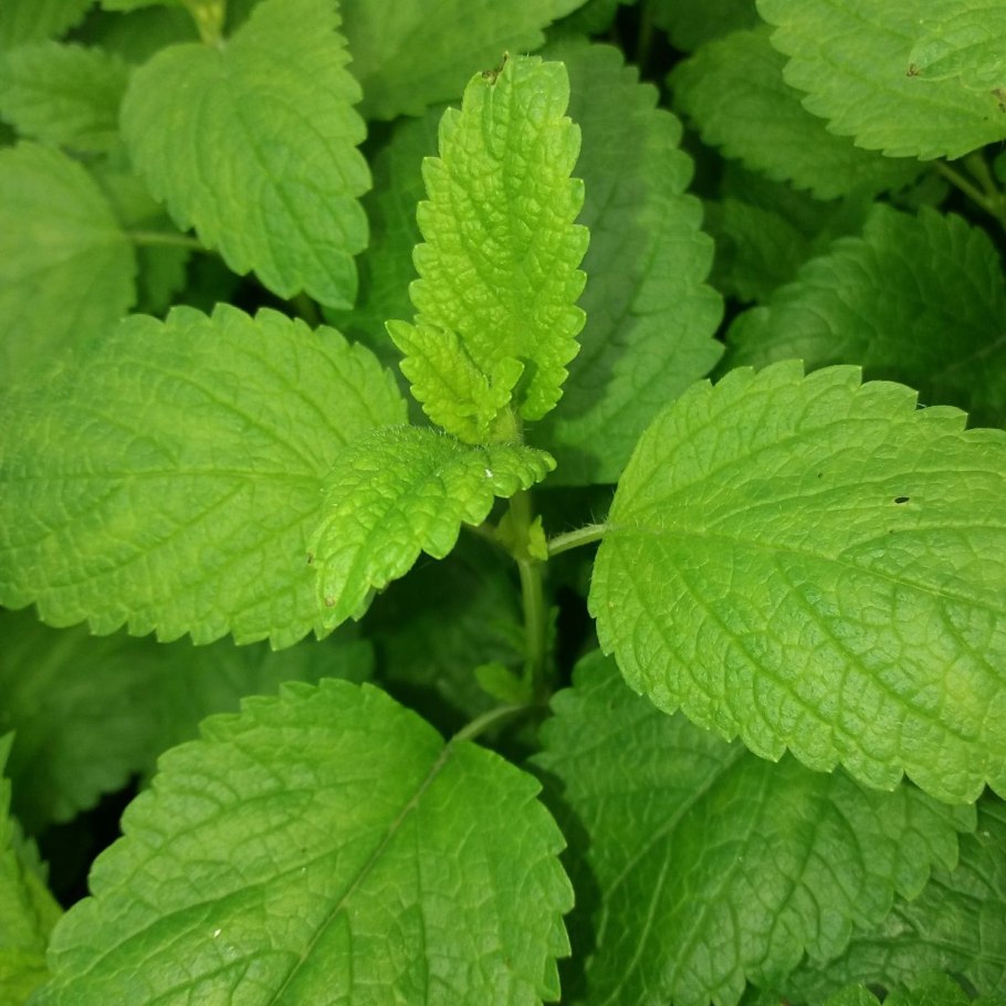 Мята Мелисса лимонник