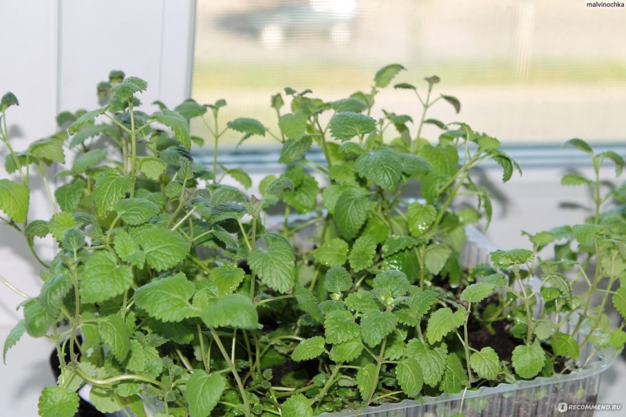 Мята и Мелисса на огороде