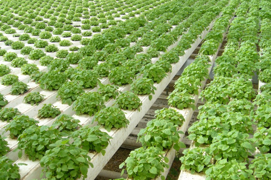 Мелисса лекарственная в горшке