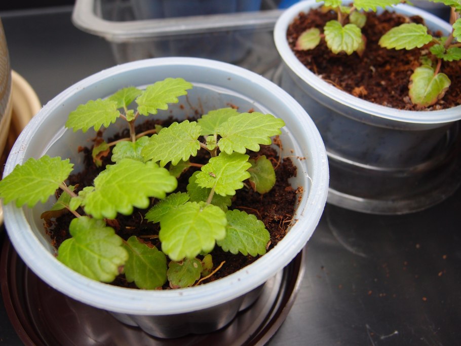 Мелисса лимонная