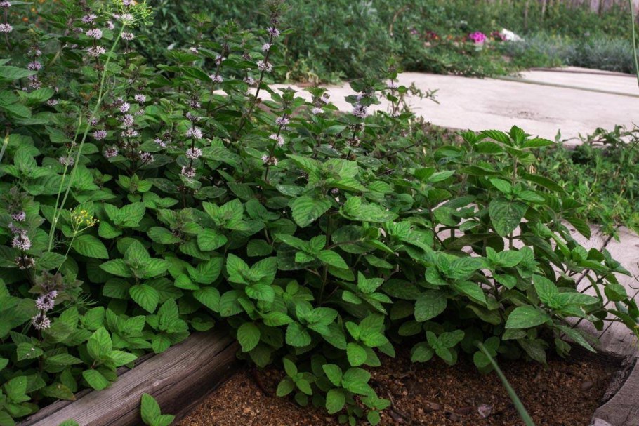 Мята и Мелисса грядка