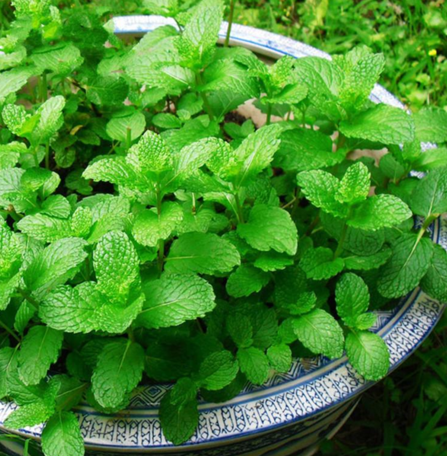 Мелисса мята лимонная