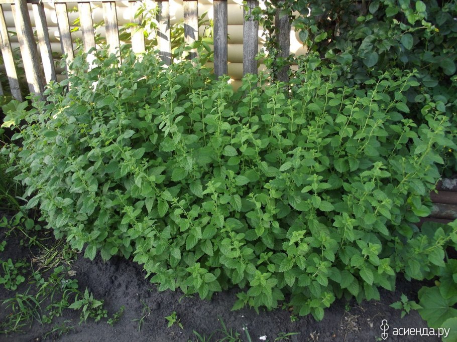 Мелисса в теплице