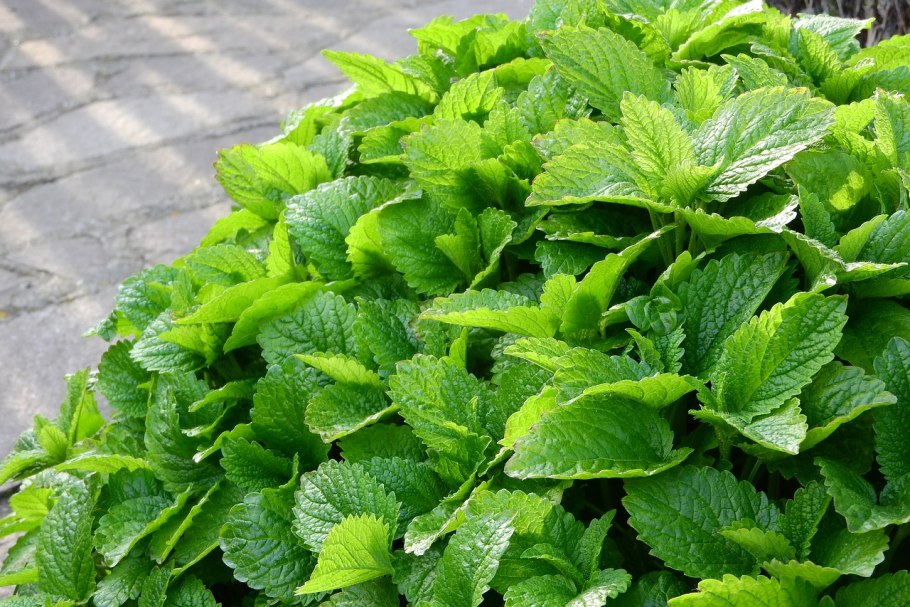 Мелисса лимонная рассада