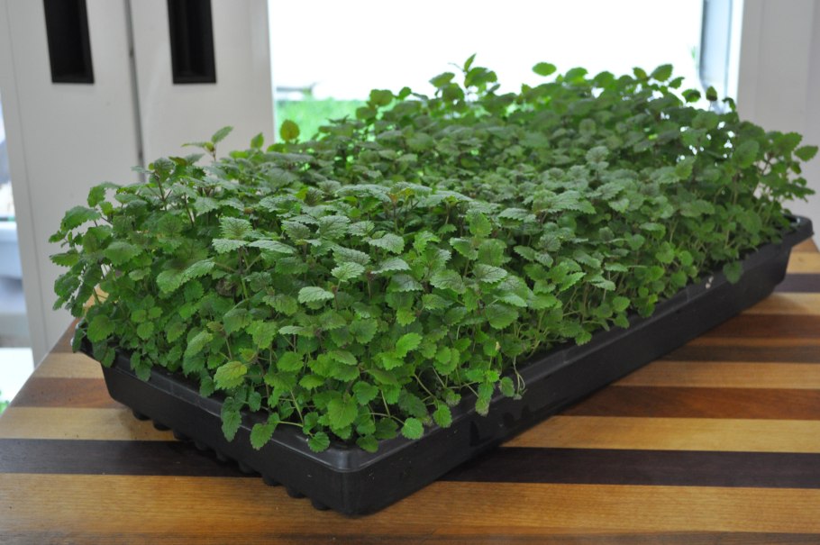 Мята перечная на даче