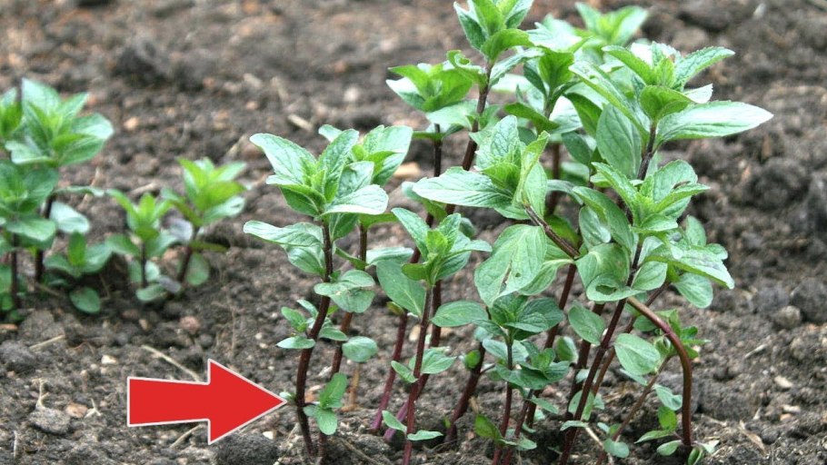 Мелисса оффициналис