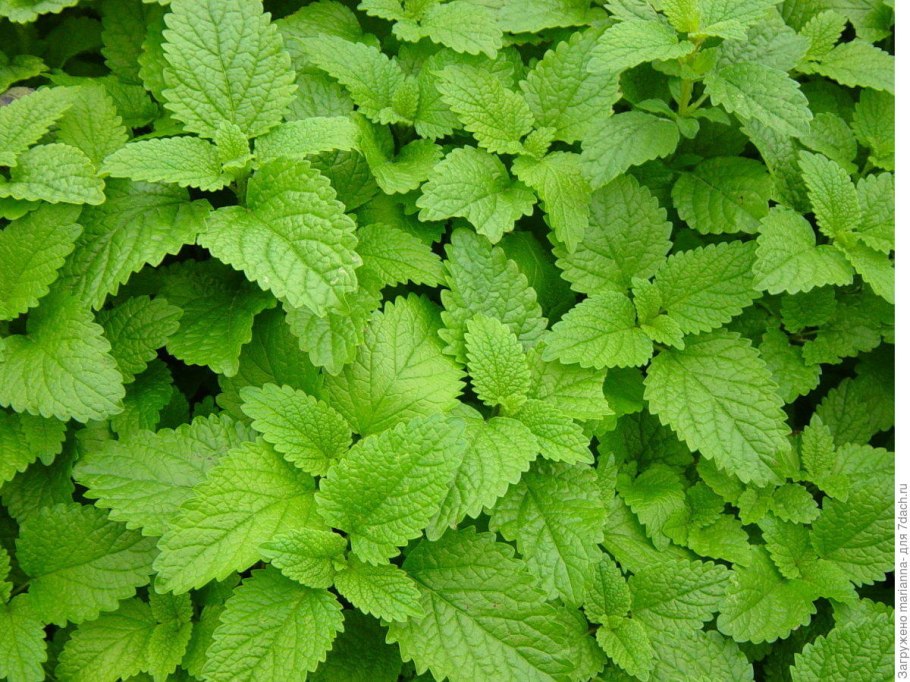 Мелисса ментоловая