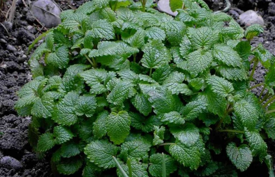 Мелисса лимонная рассада