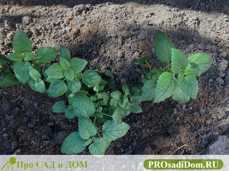 Мелисса лимонник