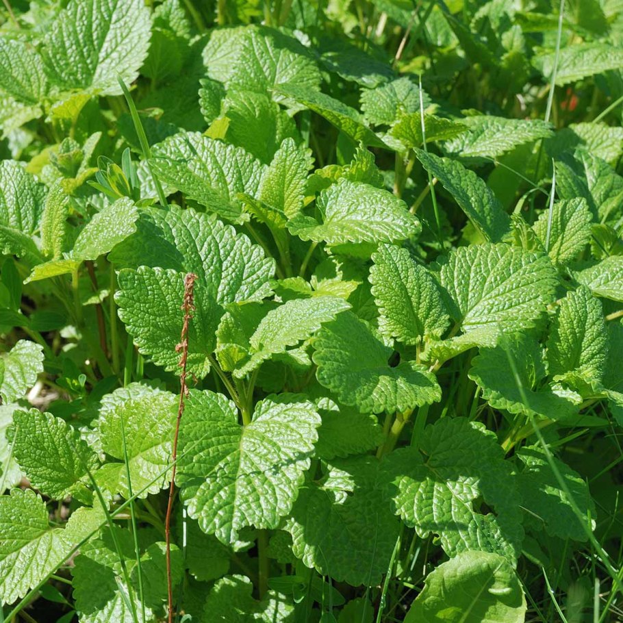 Мелисса оффициналис d11