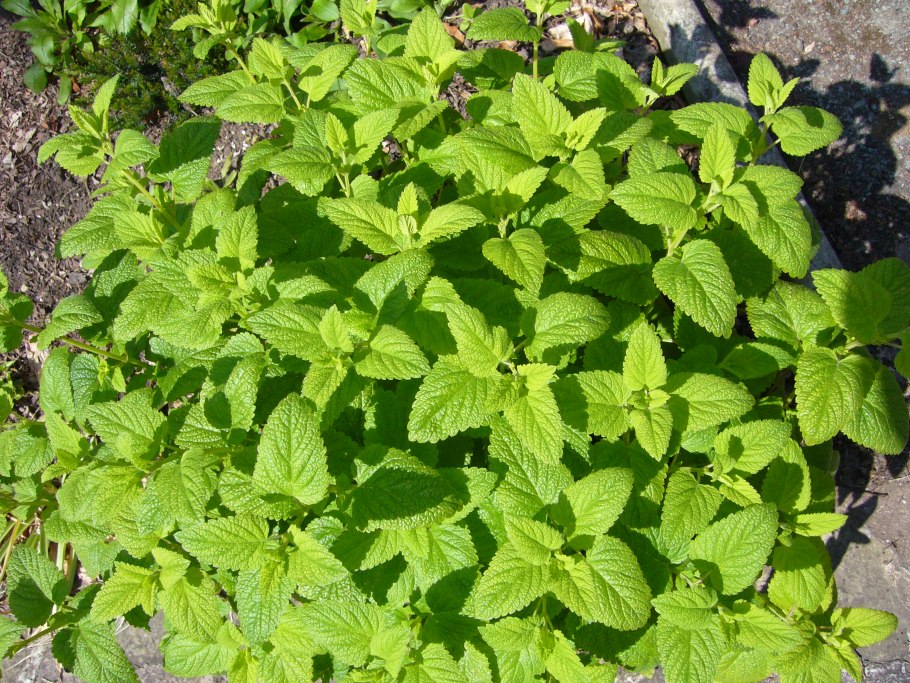 Мята перечная (Mentha piperita)