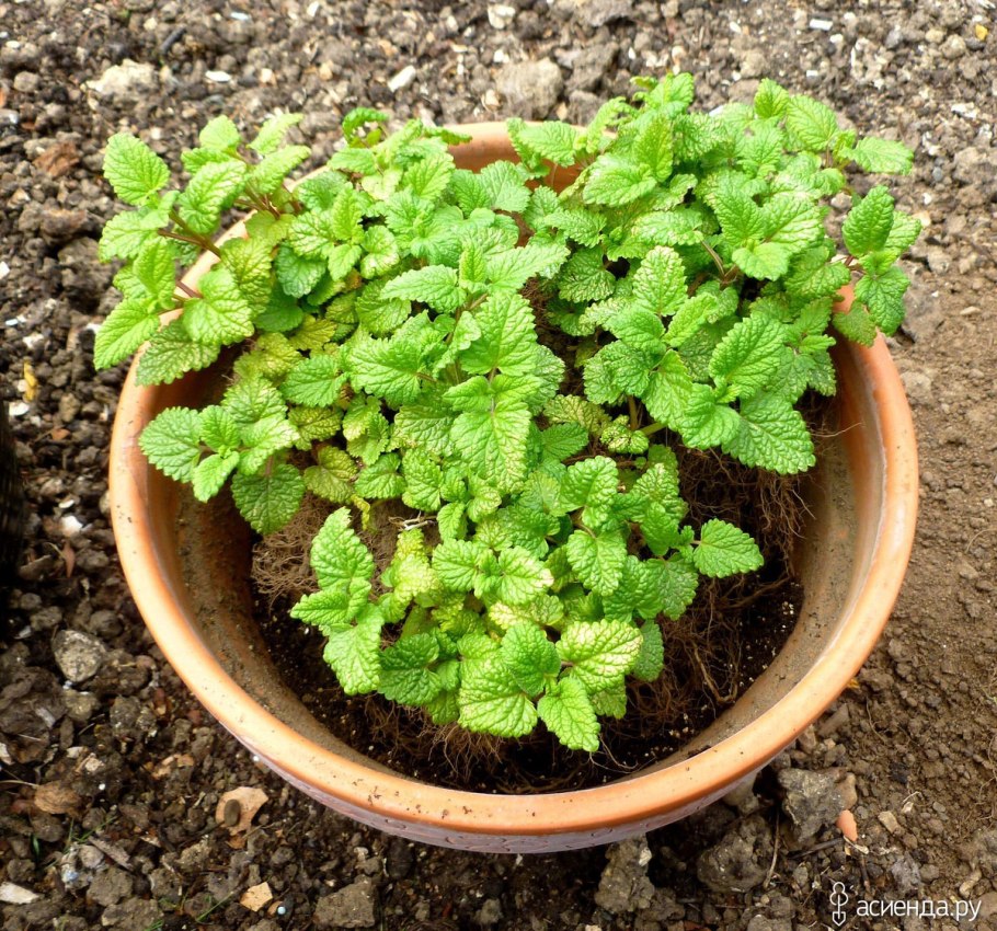 Мелисса Кедик