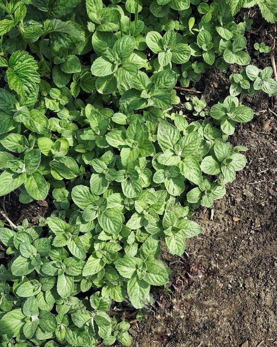 Мелисса в огороде