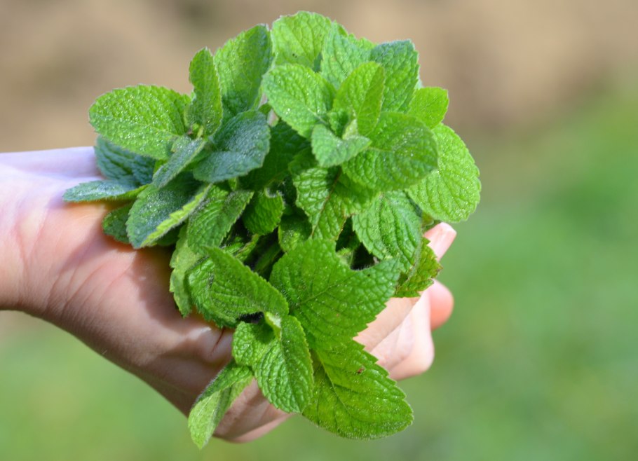 Мелисса Исидора