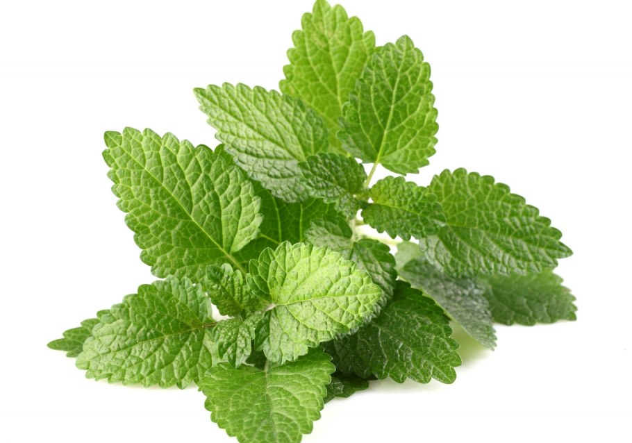 Мелисса Полевая