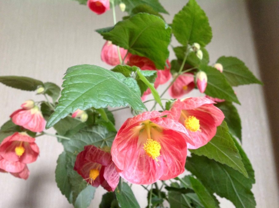 Абутилон лв-Диана