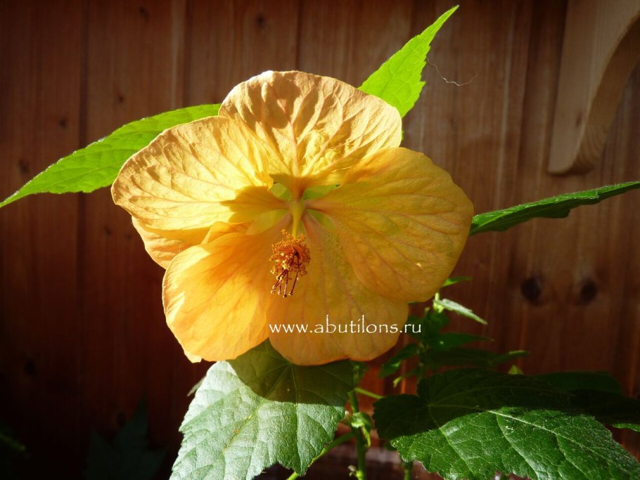 Абутилон Челентано