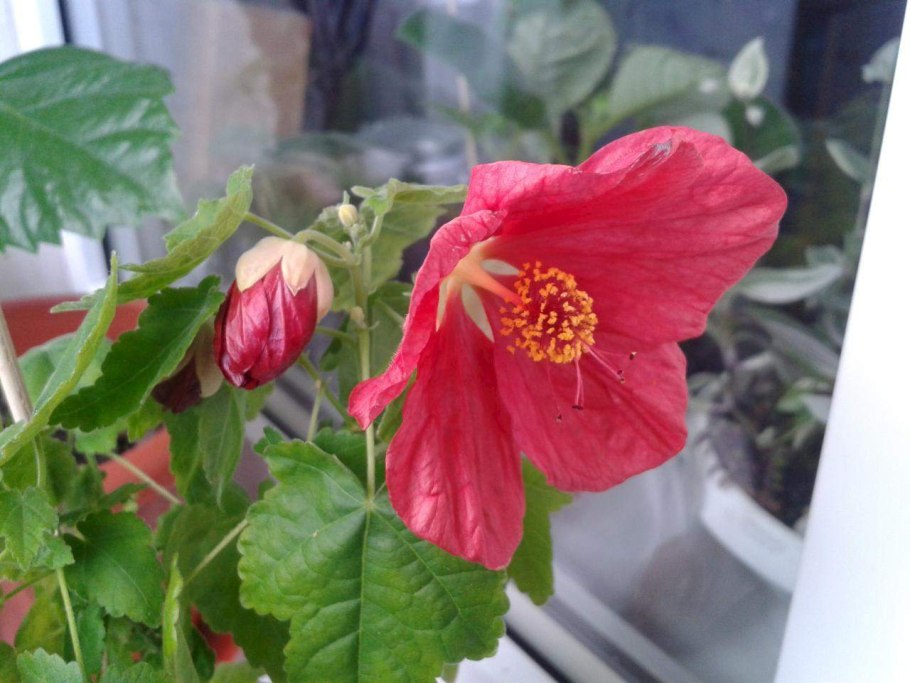 Абутилон Buttercup