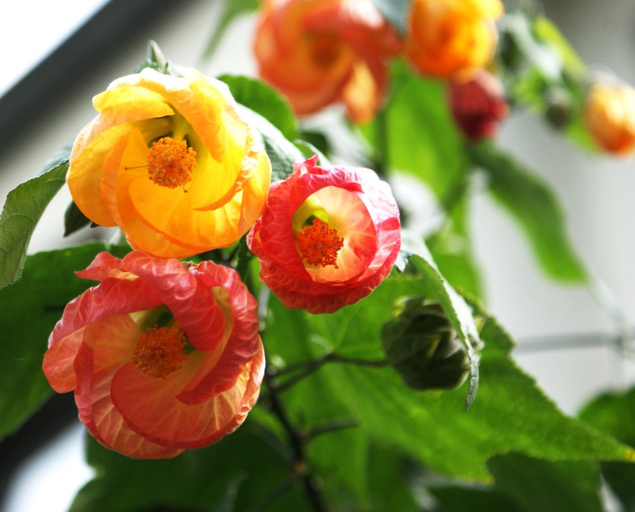 Абутилон Бьянка