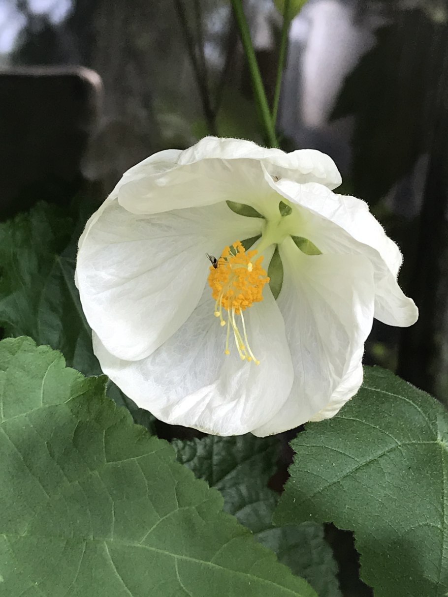 Абутилон Цыпа фото