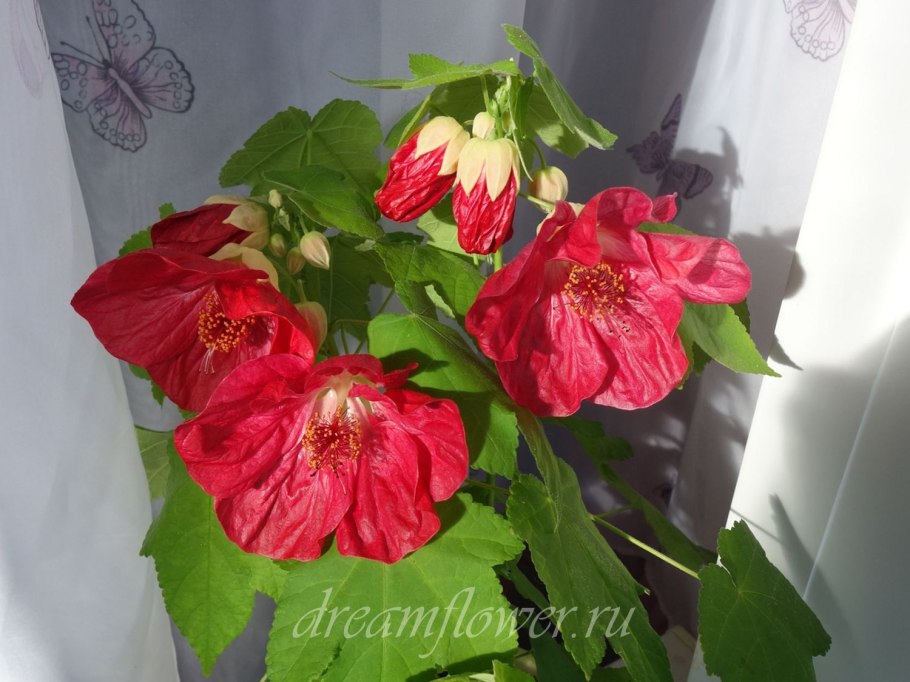 Абутилоны фото в горшке