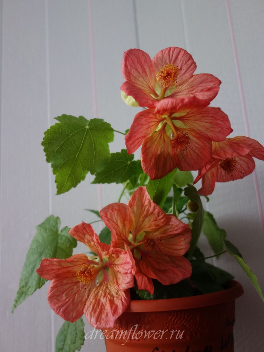 Абутилон кишмиш